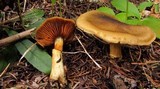Cortinarius clandestinus image