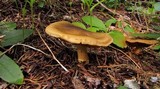 Cortinarius clandestinus image
