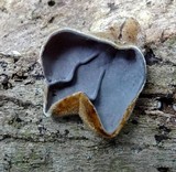 Auricularia nigricans image