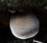 Auricularia nigricans image