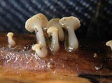 Cudoniella clavus image