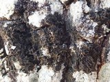 Collema furfuraceum image