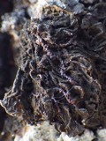Collema furfuraceum image
