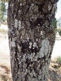 Collema furfuraceum image