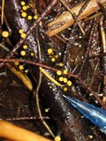 Vibrissea truncorum image