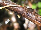 Vibrissea truncorum image