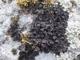Collema ryssoleum image
