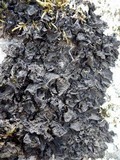 Collema ryssoleum image