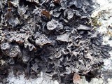 Collema ryssoleum image