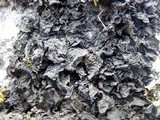 Collema ryssoleum image