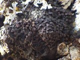 Collema subnigrescens image
