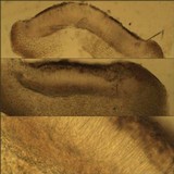 Collema subnigrescens image