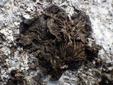 Collema furfuraceum image