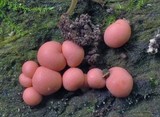 Lycogala epidendrum image