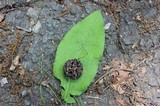 Xylaria liquidambaris image