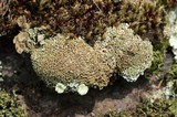 Cladonia robbinsii image
