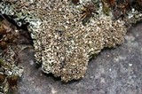 Cladonia robbinsii image