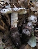 Amanita cruentilemurum image