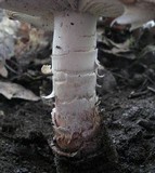 Amanita cruentilemurum image