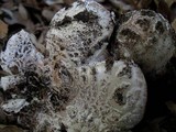 Amanita cruentilemurum image