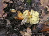 Hygrocybe acutoconica image