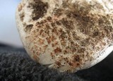 Amanita cruentilemurum image
