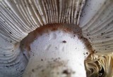 Amanita cruentilemurum image