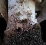 Amanita cruentilemurum image