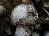 Amanita cruentilemurum image