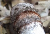 Amanita cruentilemurum image