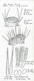 Lasiobolus cuniculi image