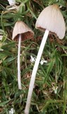 Conocybe apala image