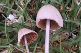 Conocybe apala image