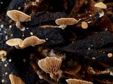 Melanotus horizontalis image