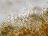 Melanotus horizontalis image