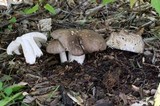 Megacollybia rodmani image