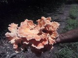 Laetiporus cincinnatus image