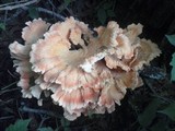 Laetiporus cincinnatus image