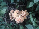 Laetiporus cincinnatus image