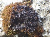 Leptogium lichenoides image