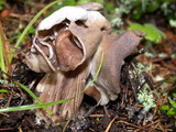 Helvella maculata image