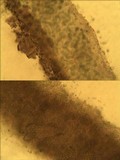 Leptogium lichenoides image