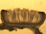 Leptogium lichenoides image