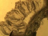 Leptogium lichenoides image
