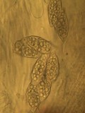 Leptogium lichenoides image