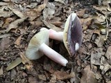 Russula mariae image