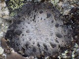 Lasallia pustulata image