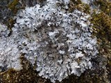 Parmelia saxatilis image