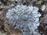 Physcia caesia image