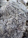Pertusaria lactea image
